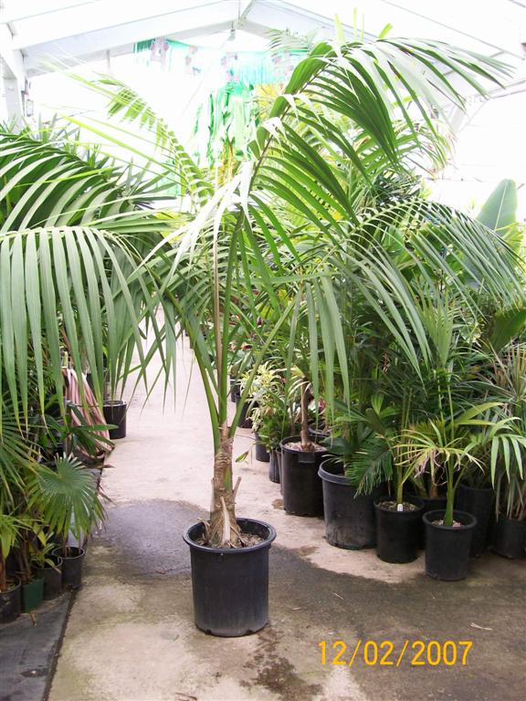   Howea forsteriana 15g 