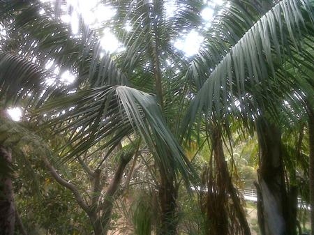  Kentia Palm crown of leaves in canopy  