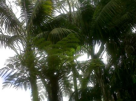  Two Kentia Palms with Tree Fern under canopy  