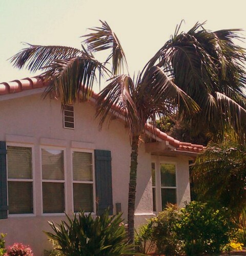 This Kentia Palm has definite signs of the leaning Howe disease with the crown disease with the crown leaning to the right.