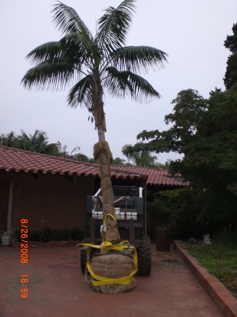  Large specimen being loaded onto truck 