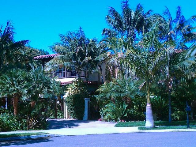 Three large Howea forsteriana in front of and close to
home above roofline.  In the foreground is a Royal Palm. 