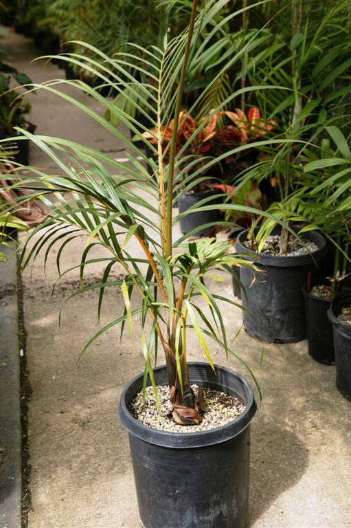  Hyophorbe verschafeltii in a 15g container