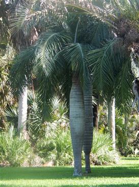 The Spindle Palm