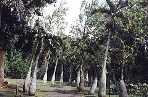  Bottle palms at the Royal Botanical Gardens, Pamplemousses, a botanical garden in Mauritius by David Transwell, PACSOA 