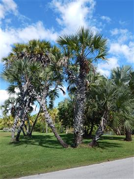 

Hyphanae species: All this class are fan palms, many with silver color to the leaves.  They all sucker or branch and love full sun.  They don’t like a lot of water.  Some will tolerate down to 28 degrees.
