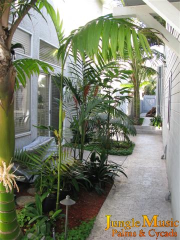  An array of tropical plants in a narrow corridor  