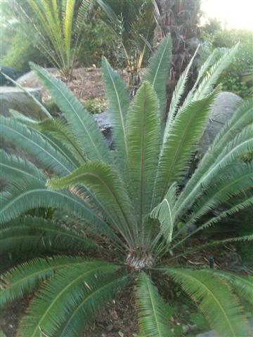  Cycad in garden 