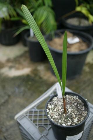  One gallon seedling of Jubaea