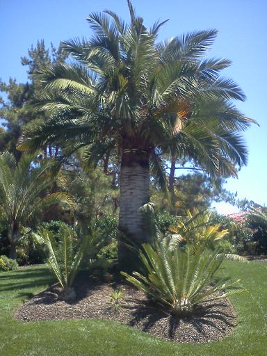 Cycads around a large Chilean
Wine Palm