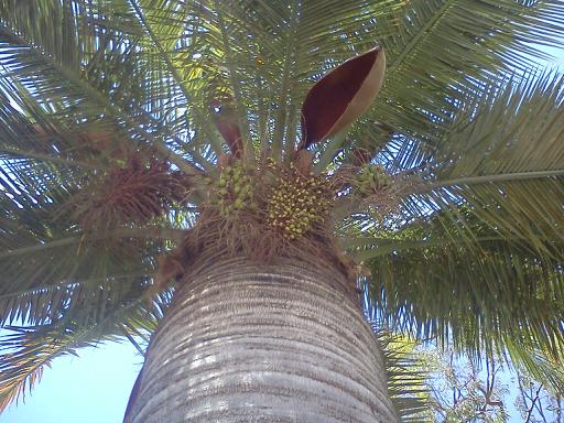  Jubaea cluster of fruit just turning yellow