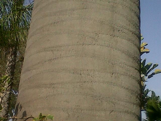  Jubaea chilensis trunk