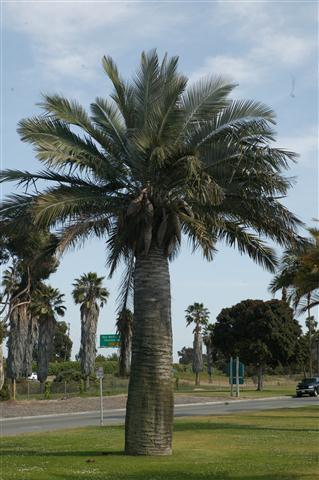 Jubaea chilensis:  A very thick trunked, tall pinnate palm known as the Chilean Wine Palm.  Known to be very slow growing, it can tolerate inland sun and a good deal of cold, probably to about 16 degrees.  You plant this one for your kids because its so slow growing.  Very valuable when mature sized