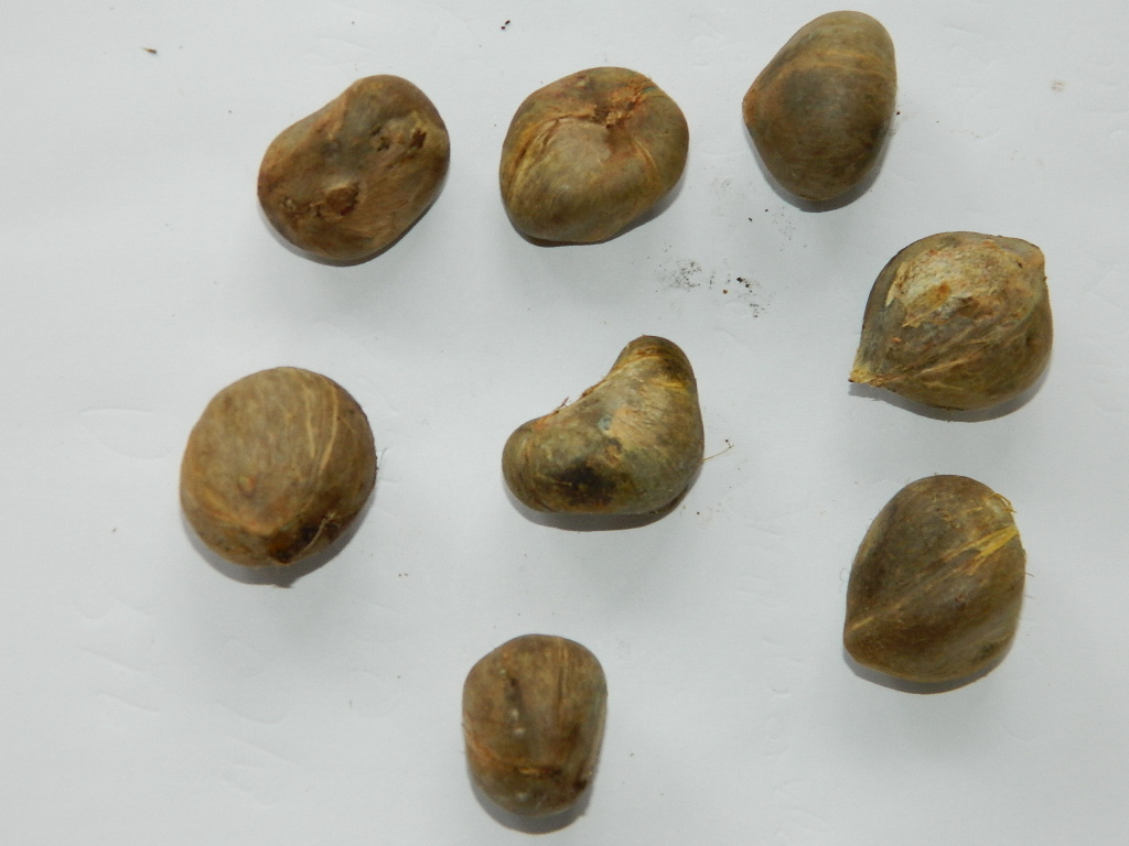  Blue Jubaea chilensis seeds