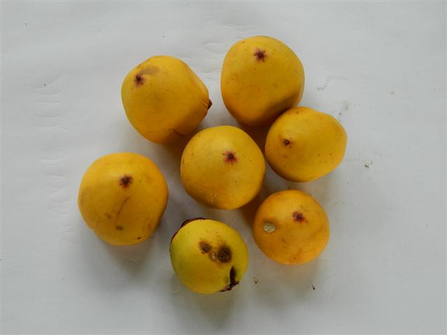 Jubaea chilensis fruit, seeds inside