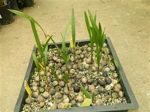 Jubaea chilensis seeds some
germinating after about 18 months