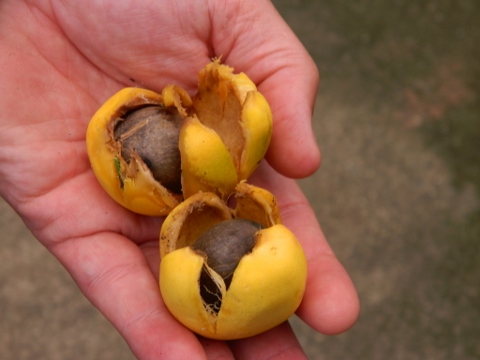  Jubaea chilensis seeds - seed showing inside fruit