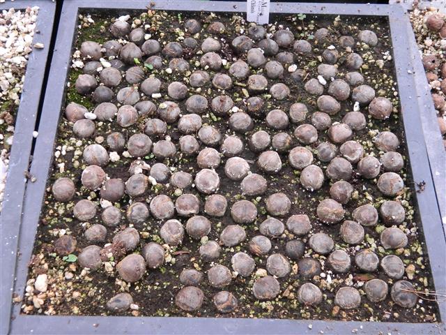 These are seeds of Jubaea chilensis in a germinating tray
but none have germinated so far.  But, in time, they will.
Note that the seeds are not black or rotten looking.