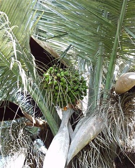  Jubaea chilensis seeds, green, donated photo