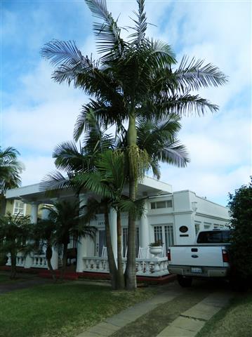   Triple King Palm