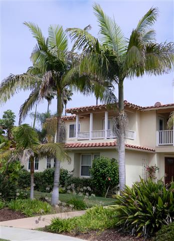  Two single King Palms in front of home