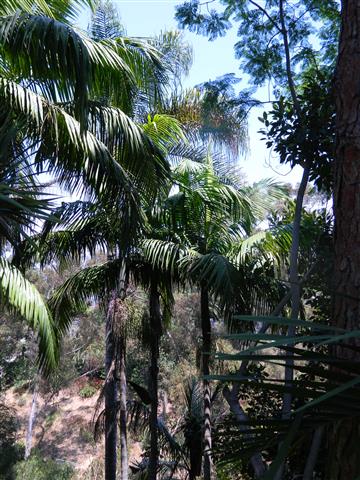 Garden Palms 
Palm garden 