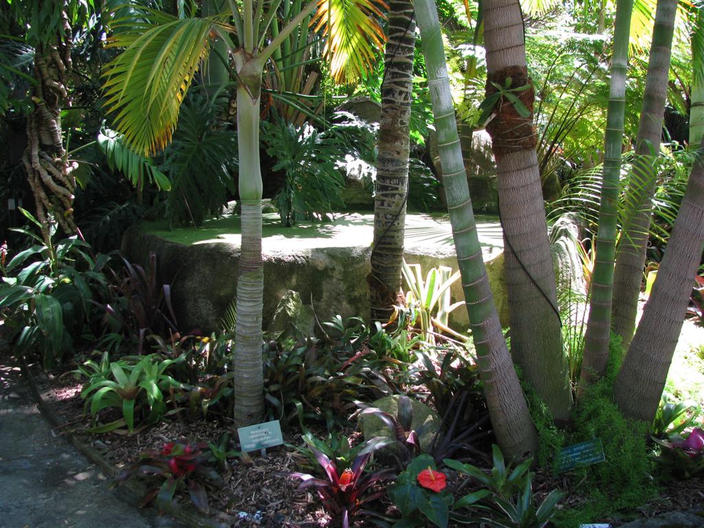  Garden Landscape with palm trunks showing