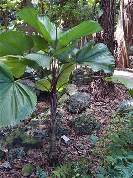  Licuala grandis, a desirable but impossible to grow palm for Southern CA