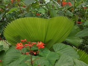  Licuala grandis leaf 