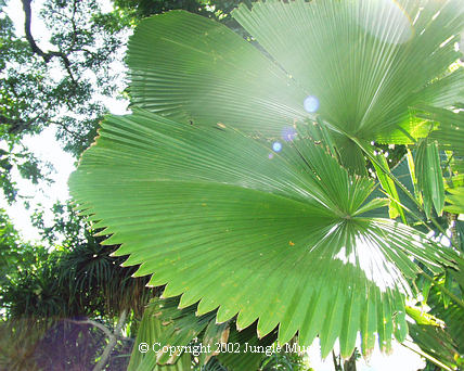  Licuala elegans, a near complete fan leaf with nearly full attachment of the segments