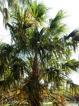 

Livistona benthamii:  Livistona benthamii is a beautiful palm.  It has a slender trunk and full crown.  The max out at about 20-25 feet in Southern Califrornia.  There are multiple Livistonas that will take 28 degrees or colder, e.x. L. drudei, L. inermis, L. mariae (rigida), L. muelleri and L. nitida. 
