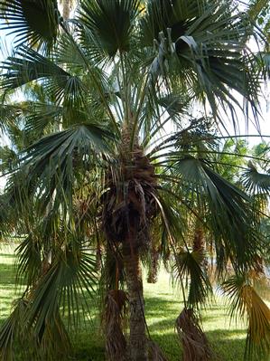 Livistona chinensis:  Slower growing than Livistona australis, with larger flatter, less divided leaves and a fatter trunk.  Can tolerate sun filtered light or full sun and temperatures to about 18 to 20 degrees.