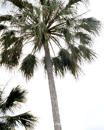  Livistona mariae, at this stage the leaves are green