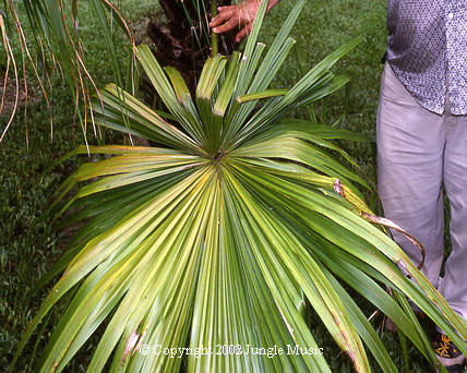  Livistona saribus, leaf detail of a fan leaf; note full swirl of segments.