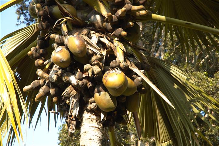  Immature fruit Lodoicea maldiica Wikipedia Commons