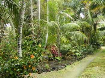  Another tropical palm garden