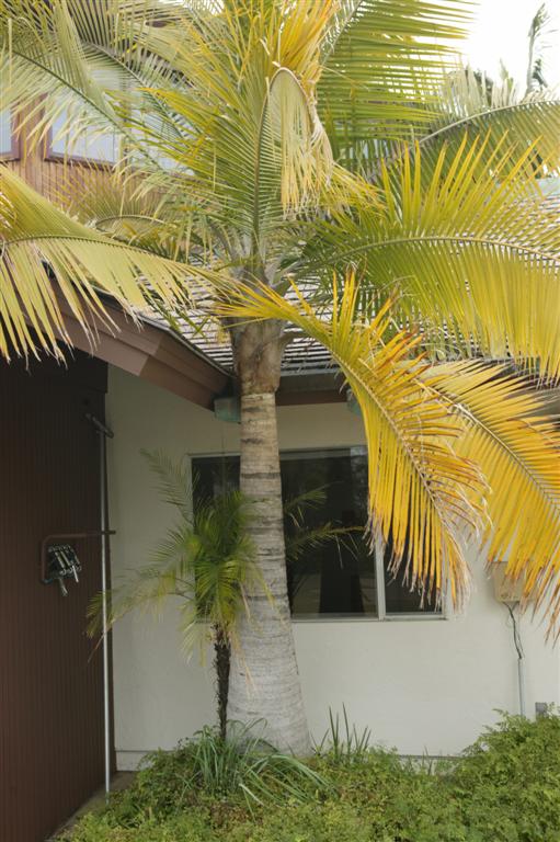  Malnourished Majesty Palm - note yellow leaves