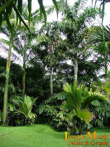  Taller species of palms in the rear with shorter species in the foreground (photo BGL). 