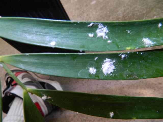  photo of mealy bugs