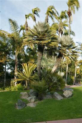  A taller specimen in San Diego at the Bahia Hotel 