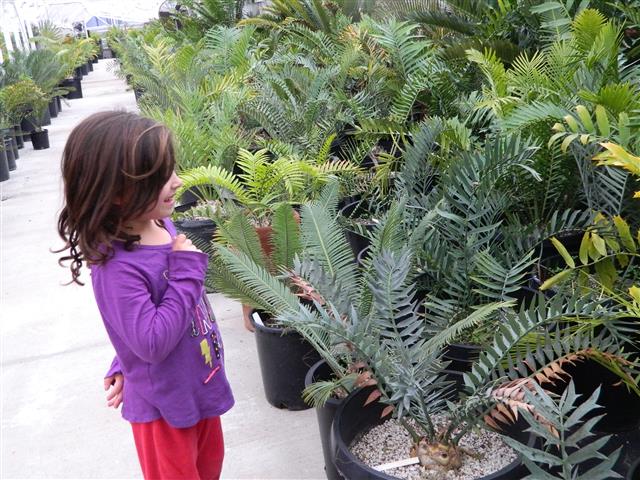 some plants like cycads light lots of light 