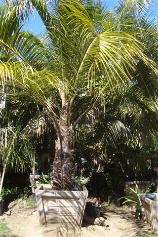  Boxed Mule Palm