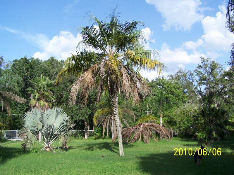 The Mule Palm, Butia X Queen,
photo by M.H. 