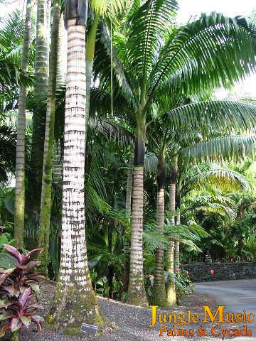  Palms trunks along a garden's edge (photo BGL). 