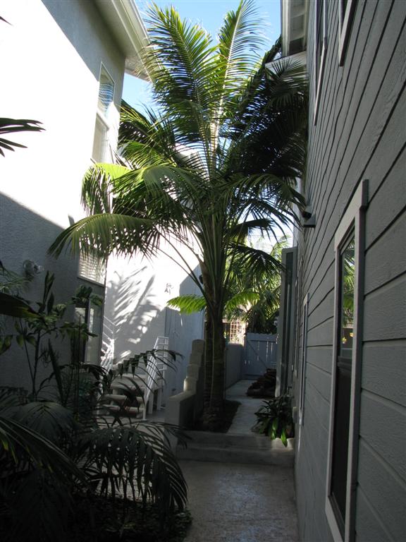  Another example of palms utilized in limited space