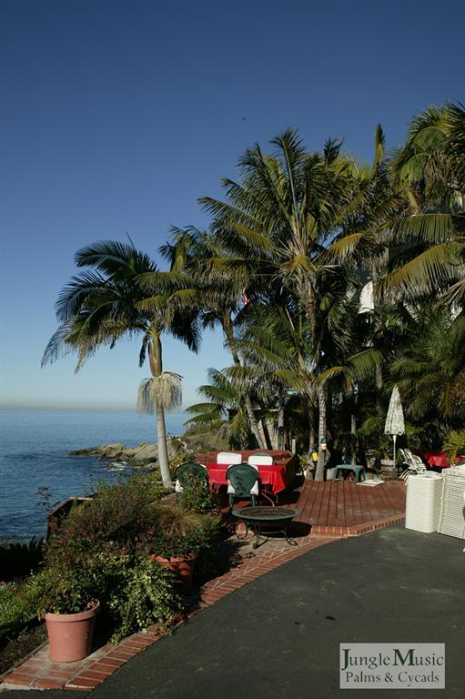  Well selected palms - oceanfront garden