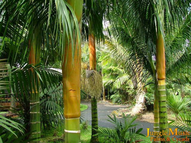  Beautiful crown shafts of a medium height palm with colorful trunks and crown shafts (photo BGL). 