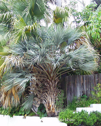  Brahea armata, the Mexican Blue Fan palm