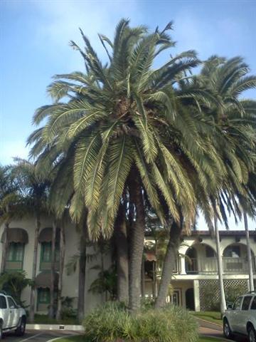  Several Phoenix canariensis together