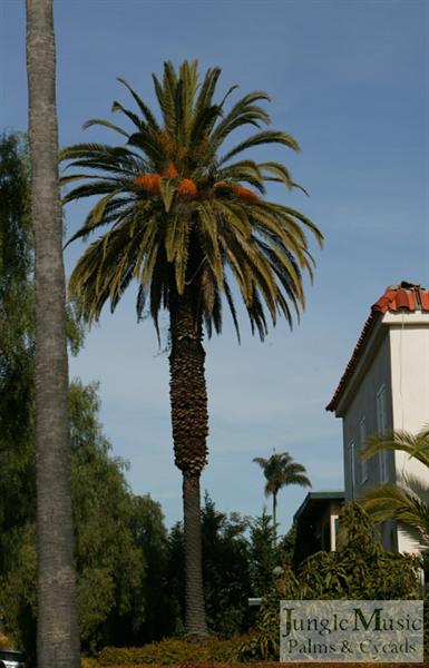 Another Canary Palm at a home 